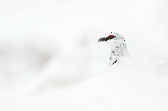 Ptarmigan 2