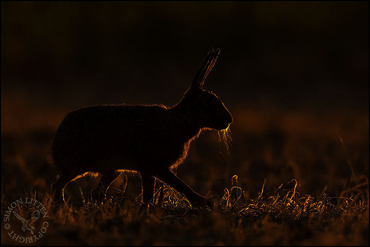 Hare at Dusk