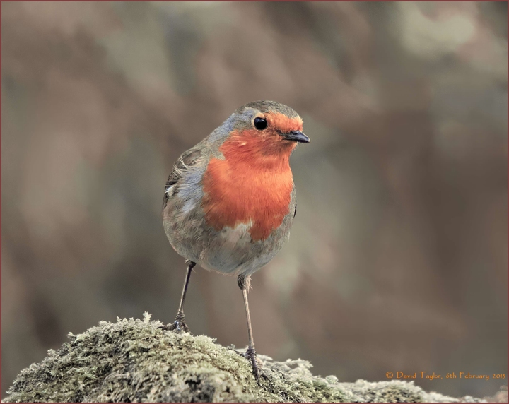 Robin number four (+re-post)