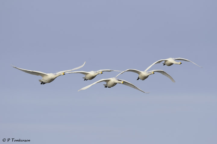 Whooper Swans