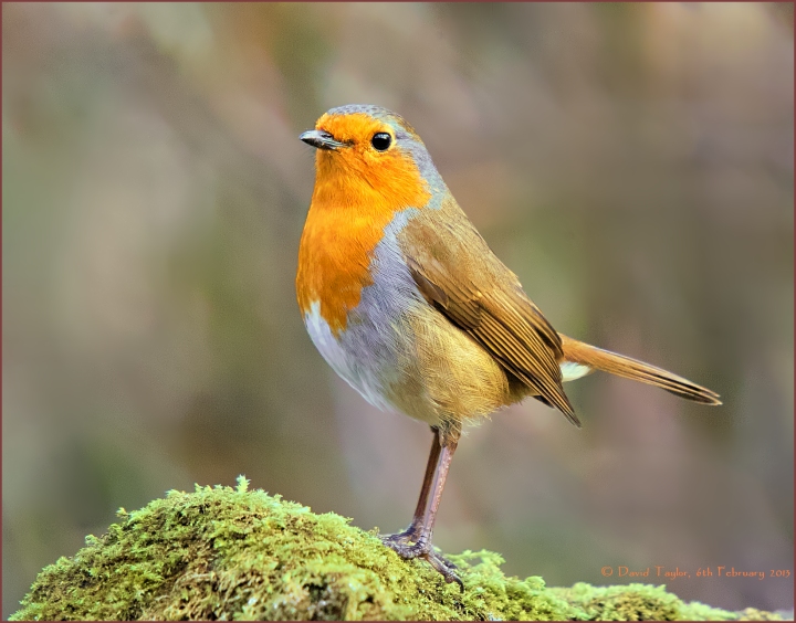 Same robin, different pose.