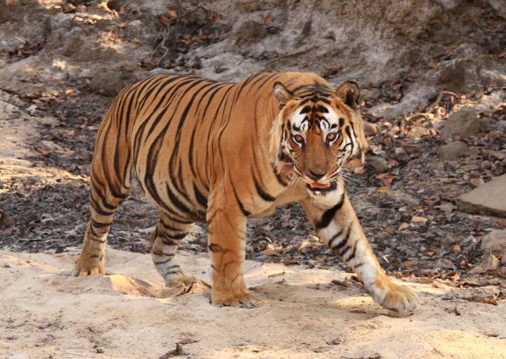 Tiger Tiger!