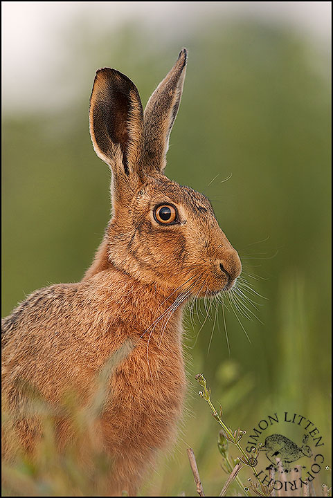 Head of Hare