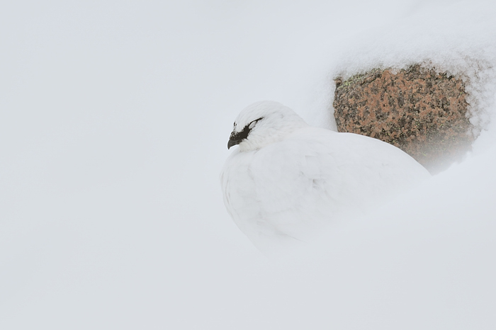Ptarmigan 3