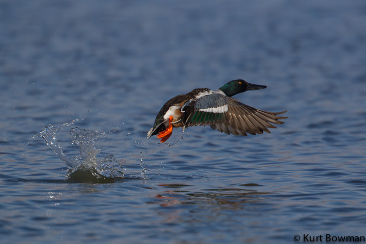 Birds in Flight (and one with a snack)