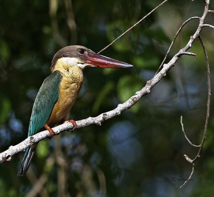 Stork-billed Kingfisher + REPOST