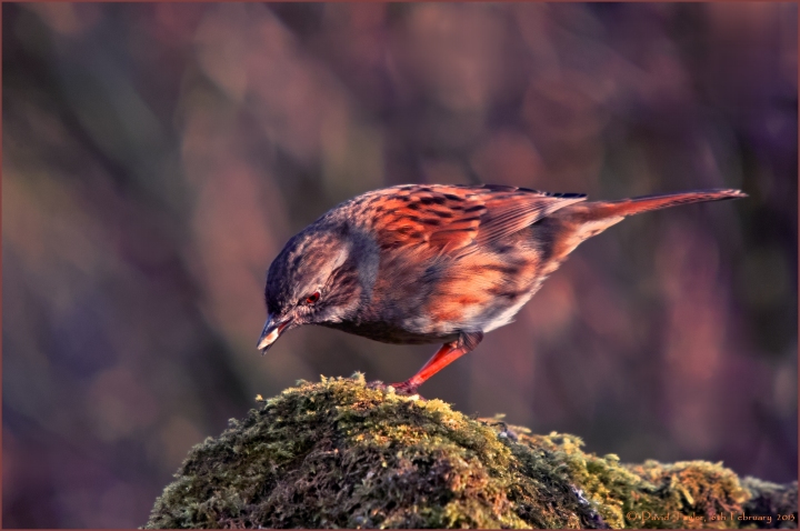 Dunnock feeding in...(+re-post)
