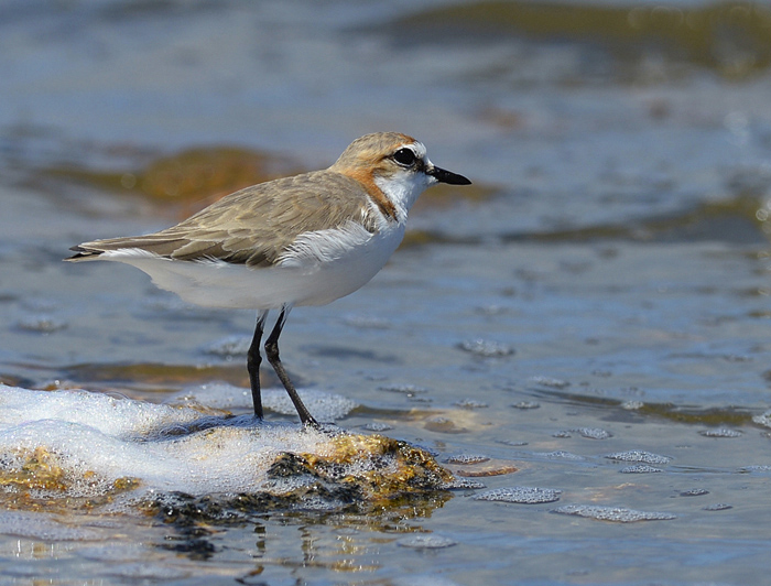 Red Capped Plover.