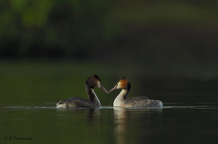 Great crested Grebe 