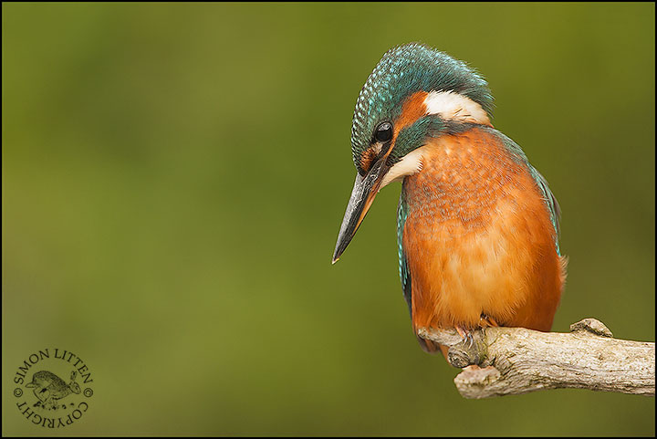 Kingfisher
