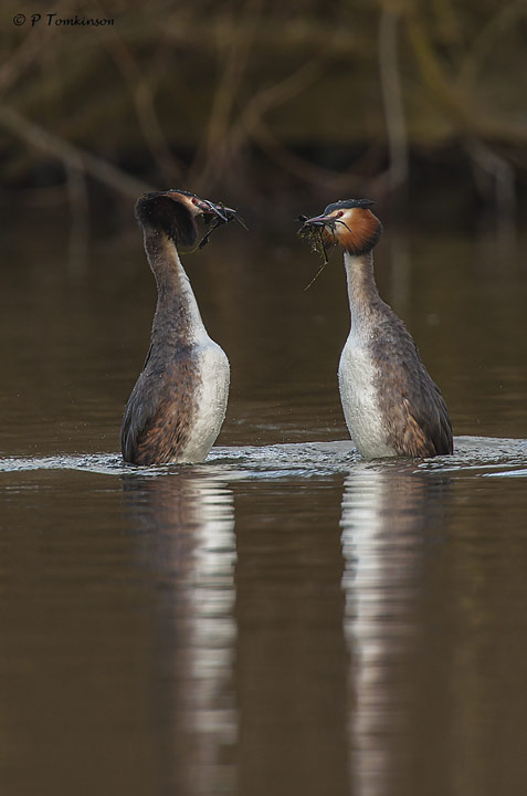 Great crested Grebe weed