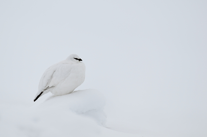 The sentinel