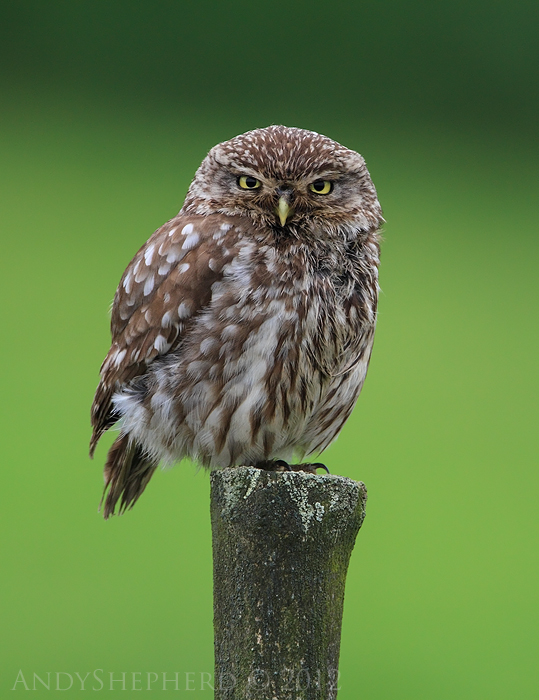 Little Owl