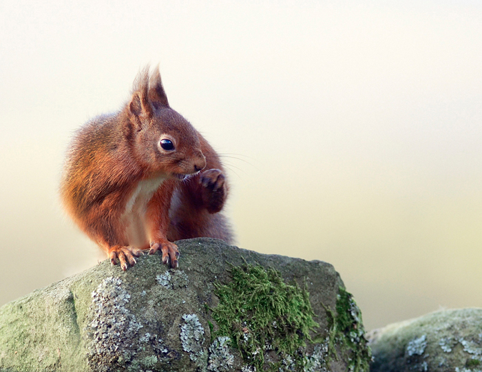 Red Squirrel