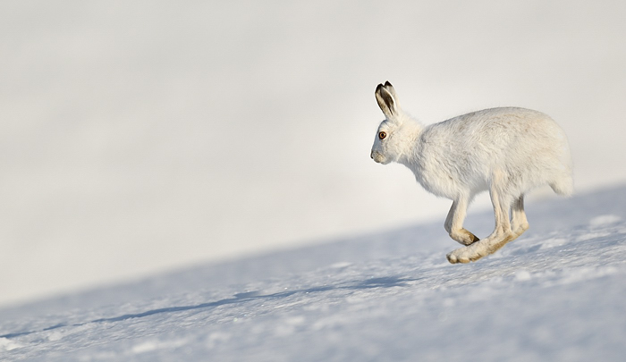 Sunny hare
