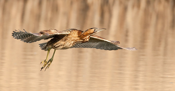 Bittern in flight
