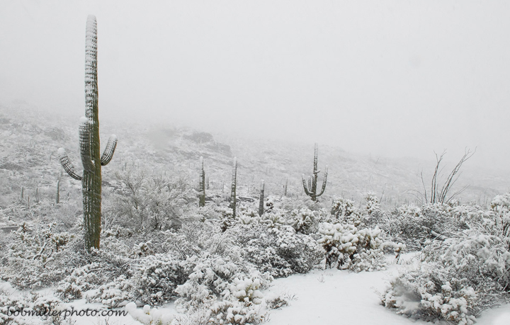 Whiteout at Saguaro National Park