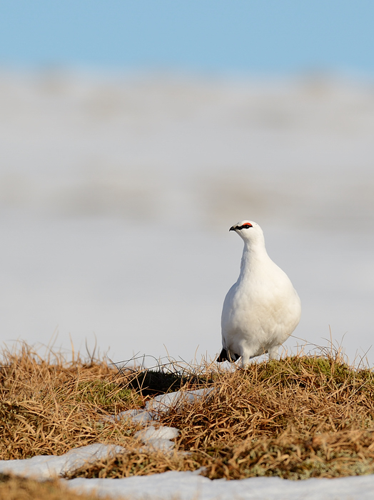 Ptarmigan small in frame