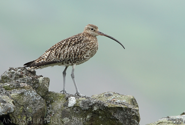 Curlew