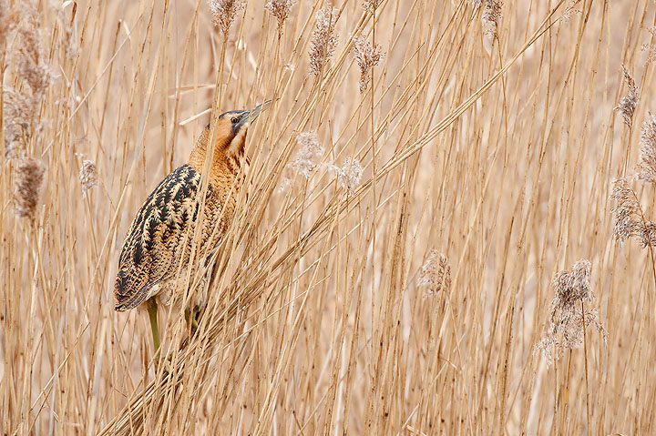 Bittern in the reeds