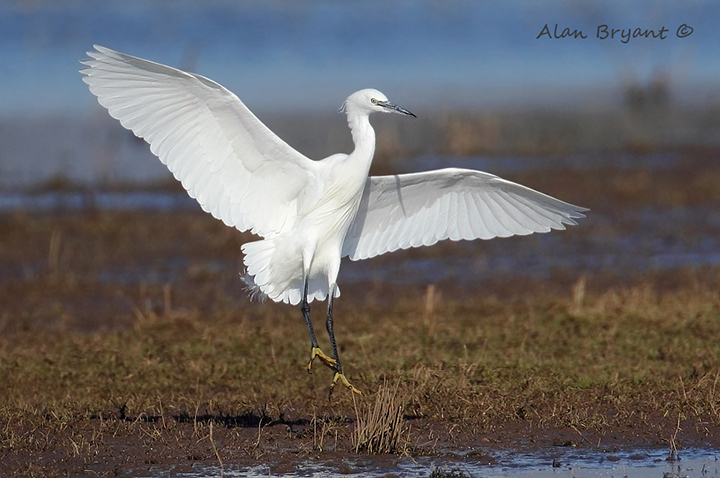 Egret landing
