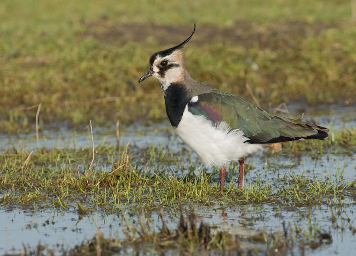 Lapwing