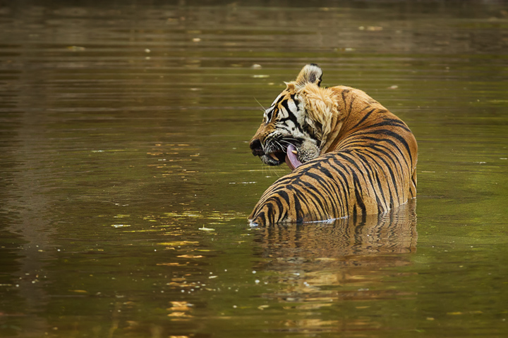 Tiger Lick
