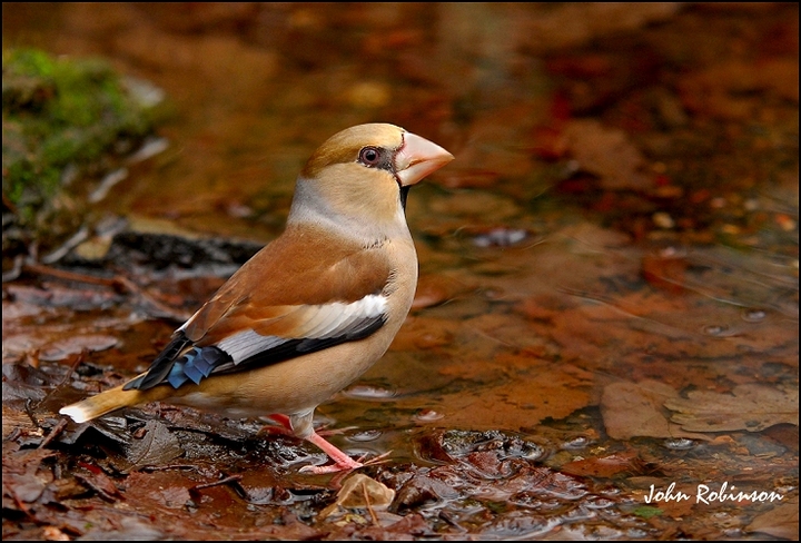 Hawfinch