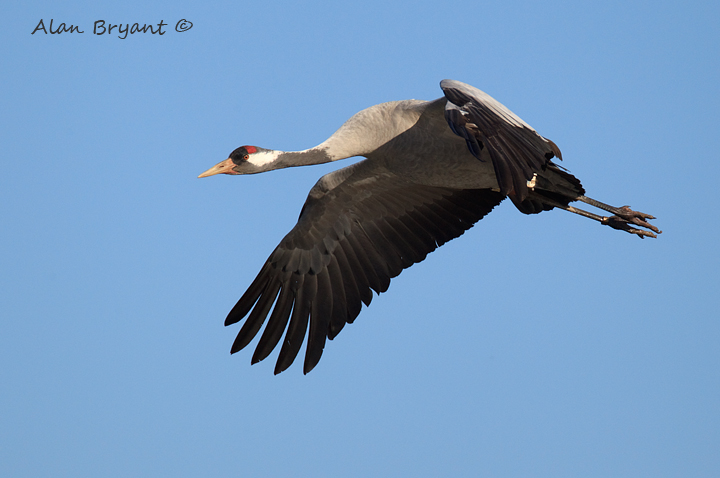 Crane in flight