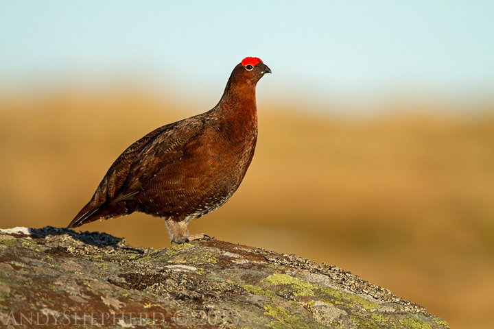 Red Grouse