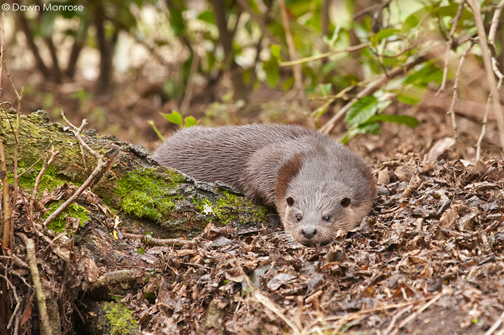 Otter