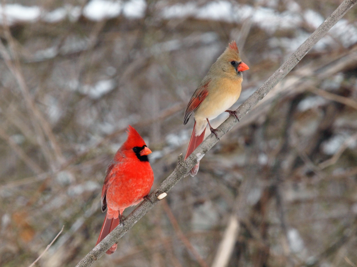 Pair of Cards
