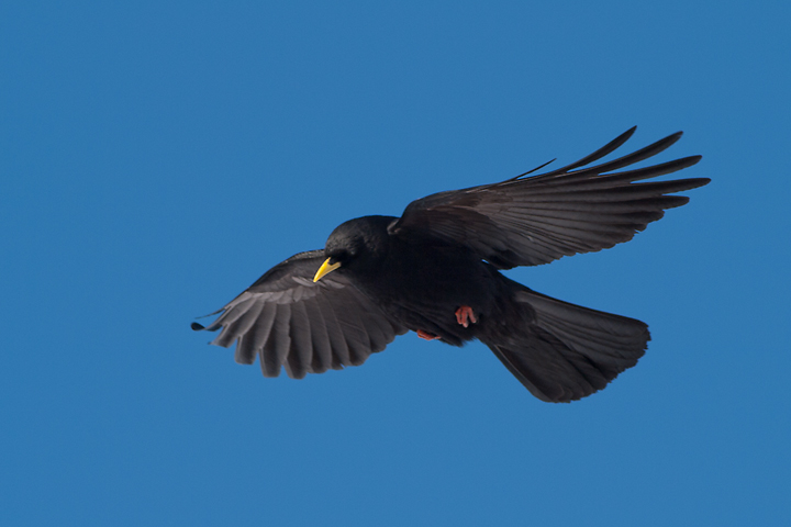 Alpine Chough