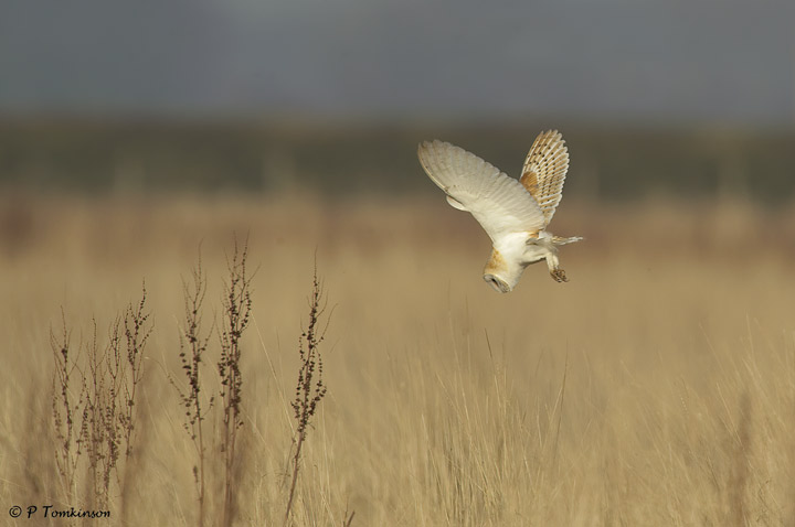 Barn owl
