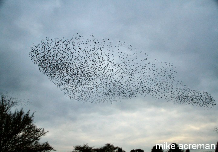 starlings