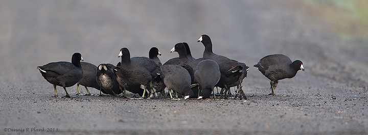 Coot Behavior