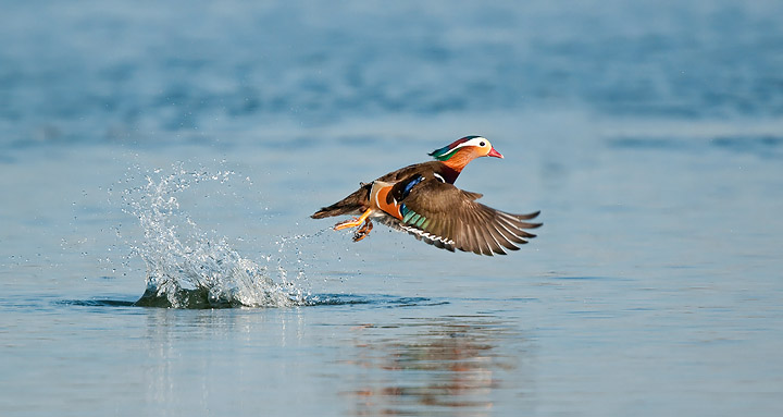Mandarin