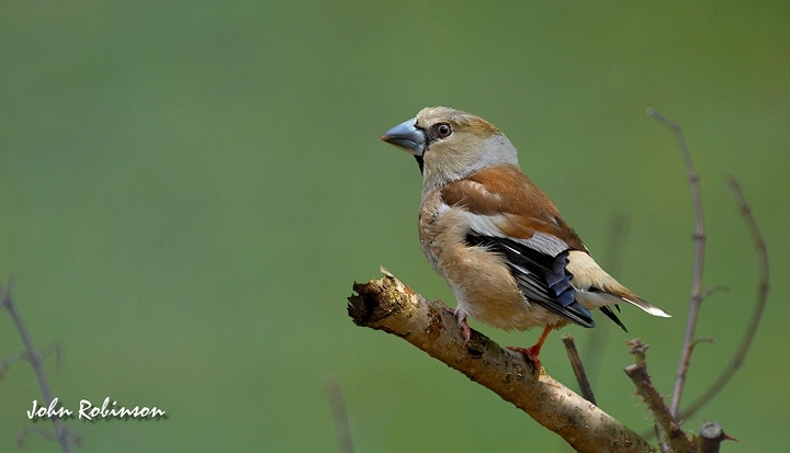 Hawfinch