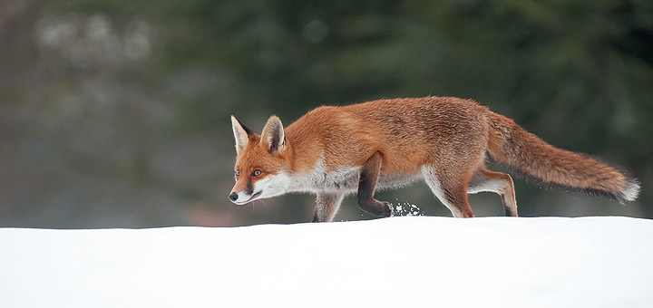 Fox 