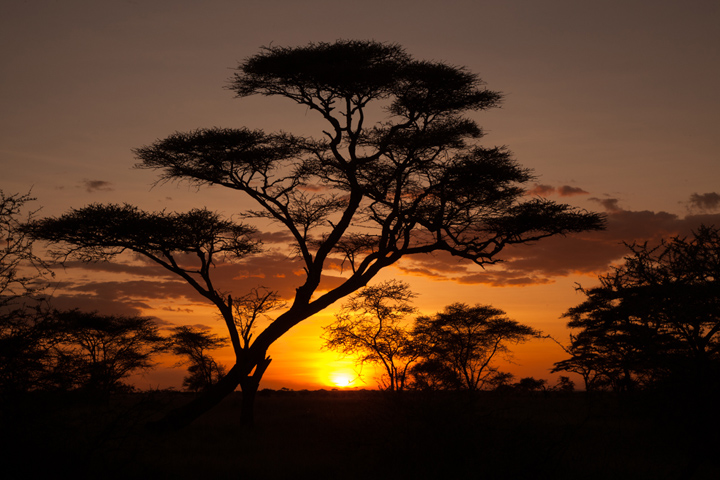 Serengeti