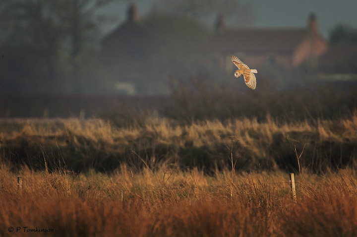 Barn Owl II