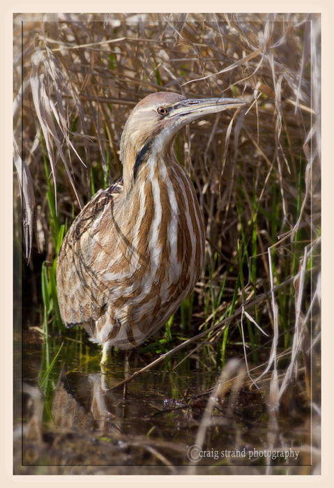 Out and About Bittern