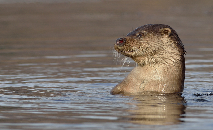 Up periscope