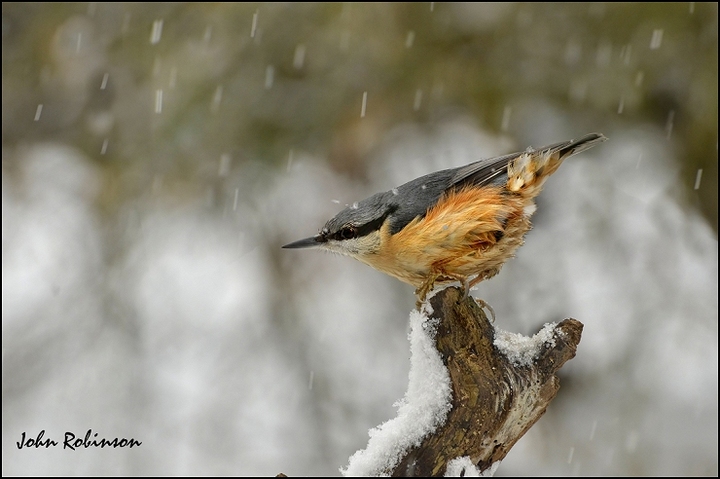 Snowy Nutty+repost