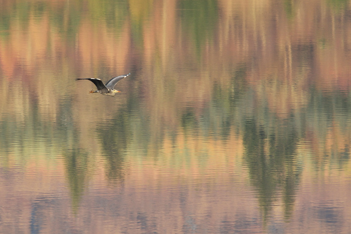 Flight of fancy