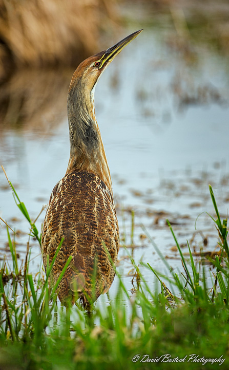 Another Bittern, or the Same One?