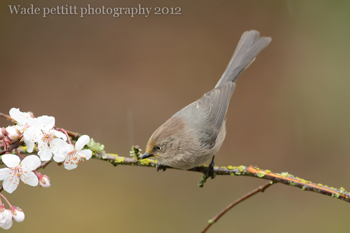 Bushtit and d7100