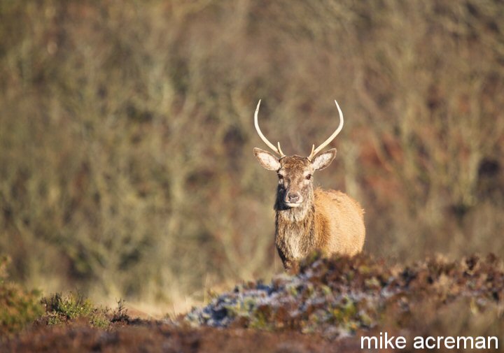 spring stag