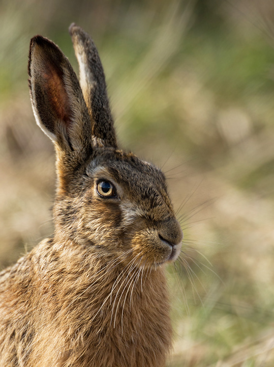 Brown hare portrait