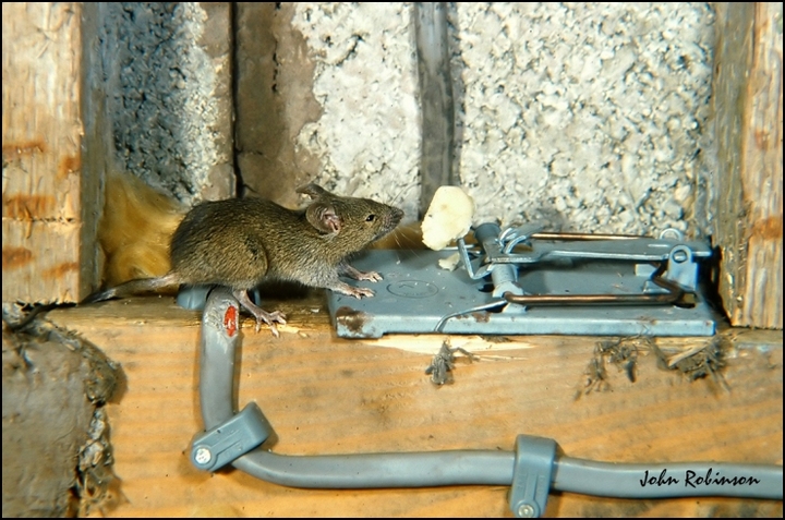 House Mouse